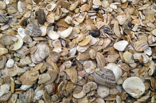 Морская ракушка фр. 5-20 мм  купить с доставкой в Москву фото 