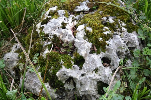  Выветренный известняк со мхом фр. 100-500 мм.  купить в Москве известняк серый белый зеленый валун известняковый крупный 7 500 руб/т   фото 