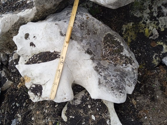 Выветренный известняк со мхом фр. 100-500 мм.  купить в Москве известняк серый белый зеленый валун известняковый крупный 7 500 руб/т   фото 