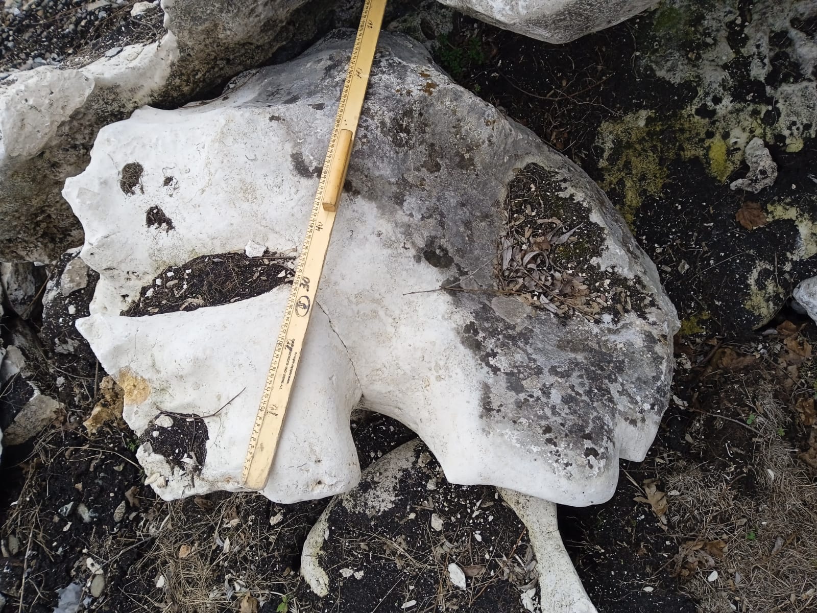  Выветренный известняк со мхом фр. 100-500 мм.  купить в Москве известняк серый белый зеленый валун известняковый крупный 7 500 руб/т   фото 