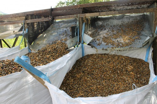  Галька окат (серо-желтая) фр.10-20 мм. купить   в Москве галька серо-желтая, рыжая, серый речная окатанная округлая галька 4000 руб/т   фото 